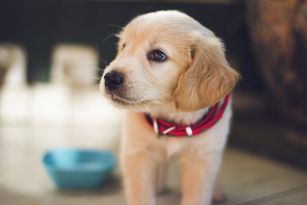 pet health insurance Freehold NJ